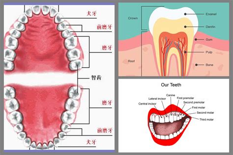 门牙|Incisor